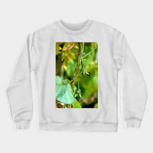 Budding Morning Glories Crewneck Sweatshirt